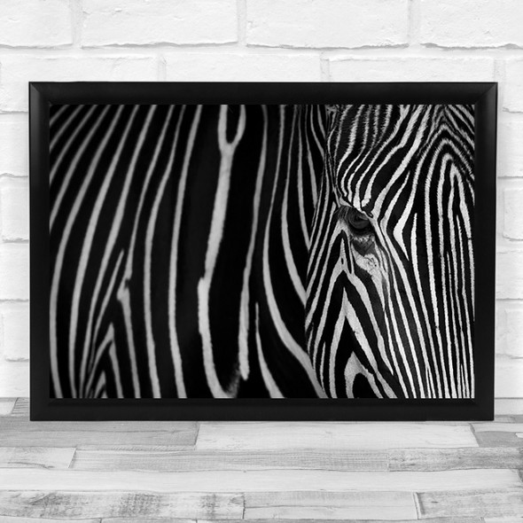 Stripes Zebra Cantabria Cabarceno Eye Pattern Spain Animal Wall Art Print