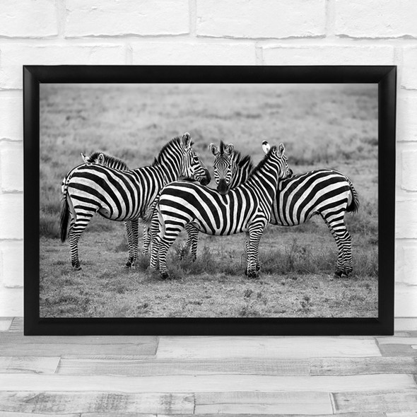 Stripes Zebra Zebras Wildlife Wild Nature Animal Animals Wall Art Print