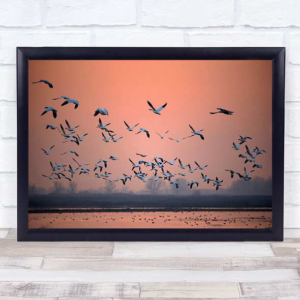 Sunset Flight Fly Flying Bird Birds Animal Animals Water Art Print