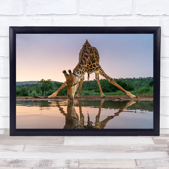 Sunset Giraffe Drinking Wildlife Nature Fun Funny Humour Humour For Art Print