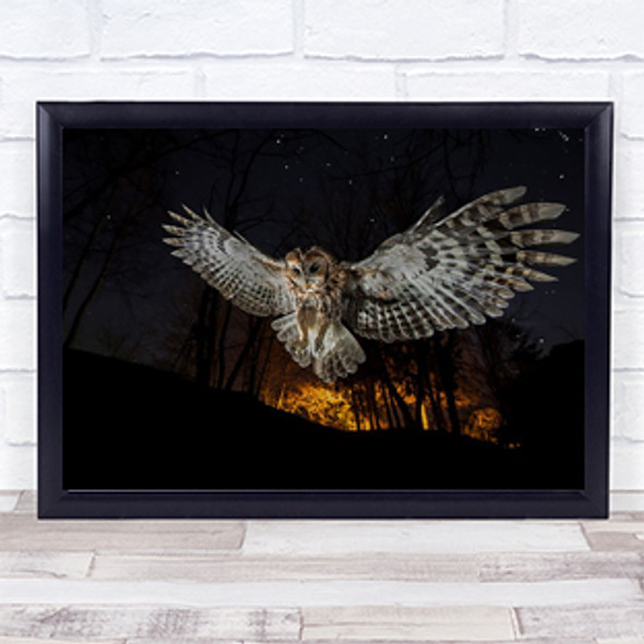 Tawny owl Raptor Animal Owls Wings Perspective Wall Art Print