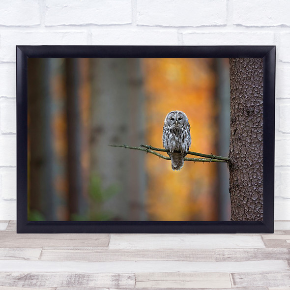 Tawny Owl Tree Branch Forest Woods Trunk Feather Wall Art Print