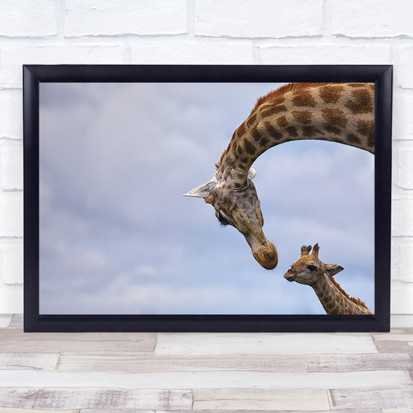 Tenderness Giraffe Motherhood Wildlife Nature Calf Kariega Wall Art Print