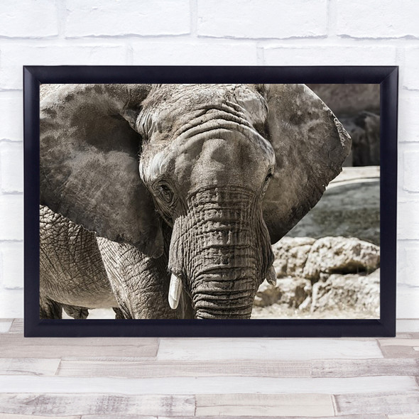 The Boss Elephant Wall Art Print