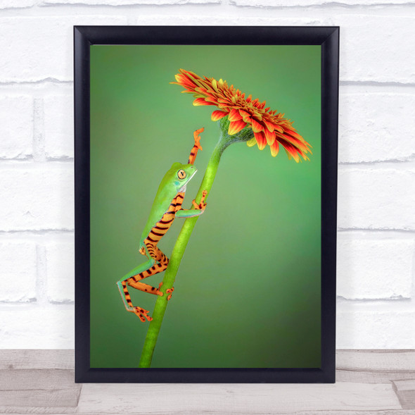 The Climber Frog Climb Flower Gerbera Animals Amphibian Wall Art Print