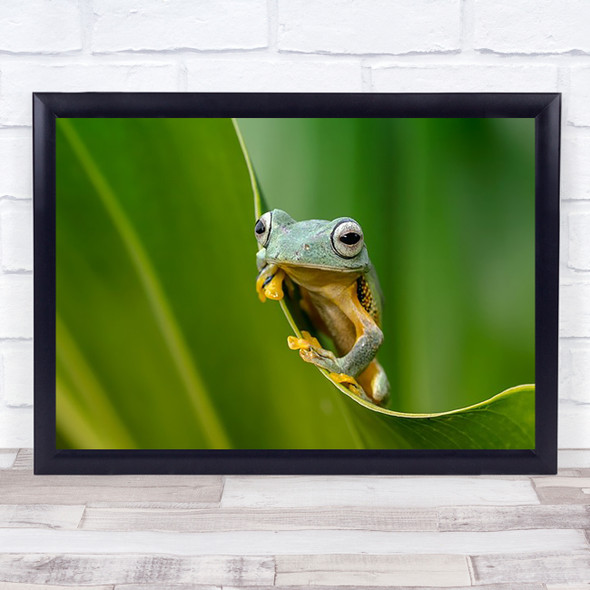 The Curve Green Frog Animal Animals Leaf Eyes Small Tiny Wall Art Print