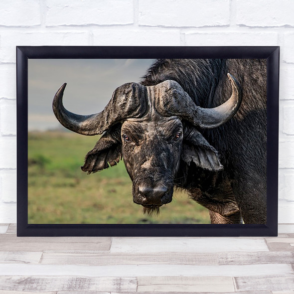 The Old Fighter Buffalo Africa Wildlife Mammal Fur Horns Safari Art Print