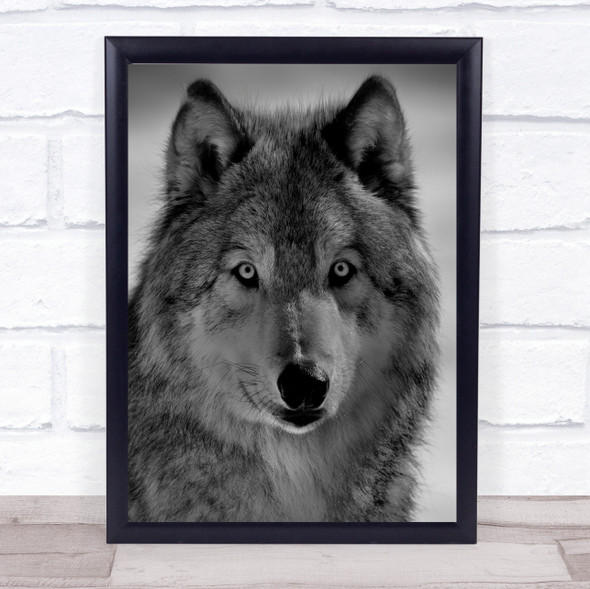 The Wolf Wolves Wildlife Wild Nature Animal Animals Face Fur Wall Art Print