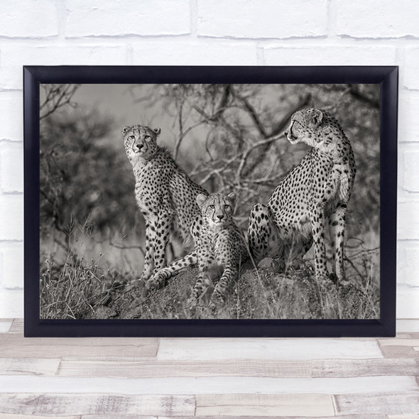 Three Cats Nature Wildlife Animal Cheetah Cat Savannah Africa Wall Art Print