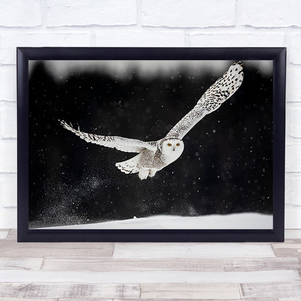 Through the snow Winter Canada Quebec Wings Snowy Owl Bird Birds Wall Art Print