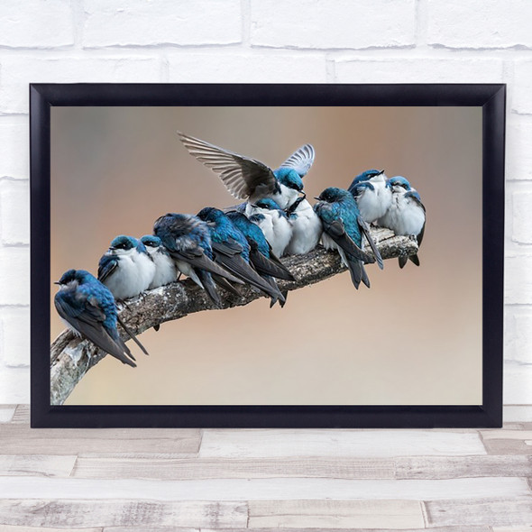 Tree Swallow Squeeze Birds Tight Crowded Queue Line Wildlife Wall Art Print