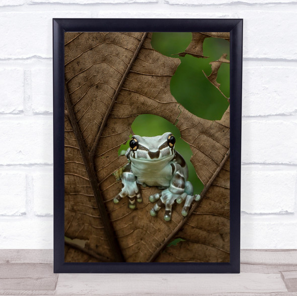 Treefrog Frog Amphibian Animal Animals Closeup Close Close-Up Leaf Art Print