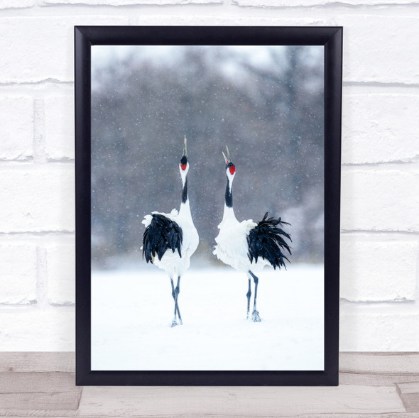 Tsuru (Crane) Pair Bird Snow Hokkaido Japan Red-Crowned Crane Cranes Art Print