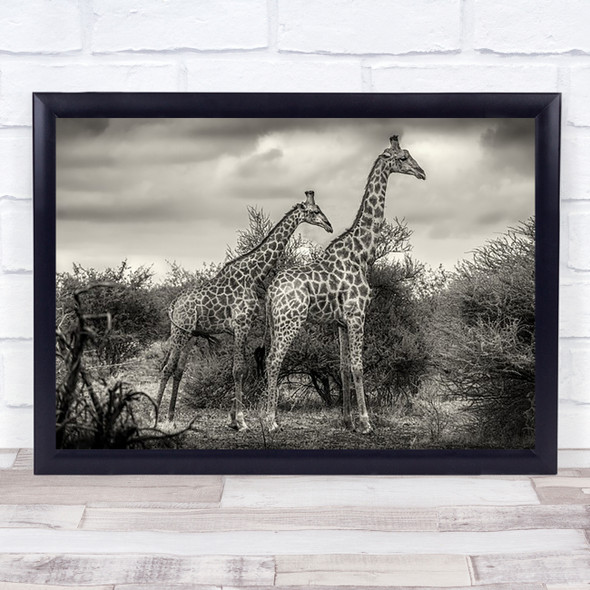Two Giraffes Black And White Nature Wall Art Print
