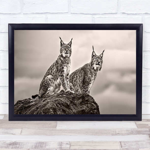 Two Lynx on rock Cabarceno Animal National Park Spain Scout Wall Art Print