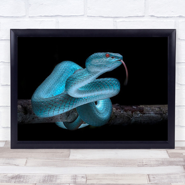 Venomous Blue Viper Snake Animals Reptile Skin Eye Animal Tongue Wall Art Print
