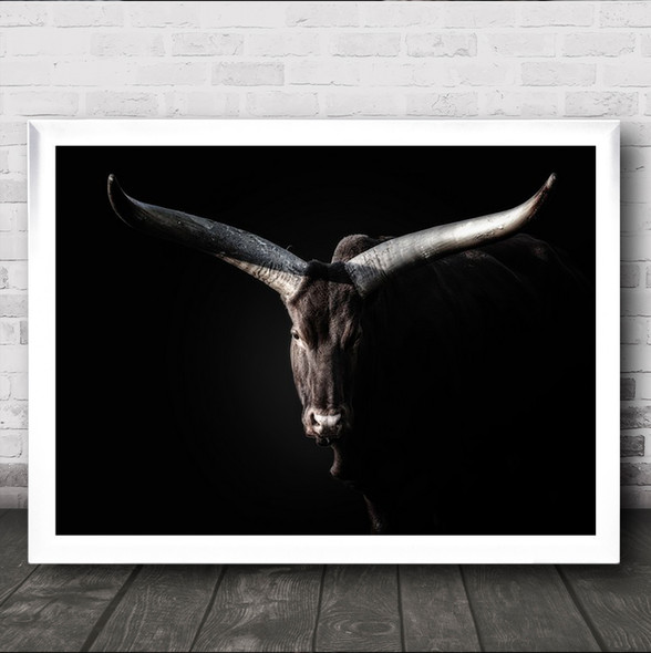 watussi Animal Animals Cow Cows Watussis Horn Horns Horned Wall Art Print