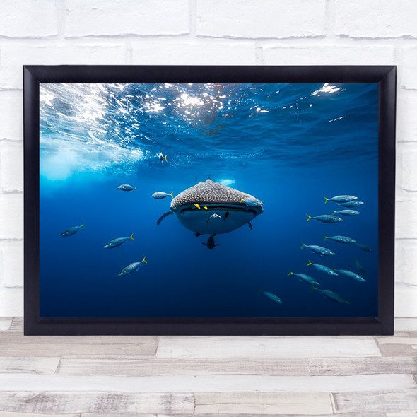 Whale Shark Wildlife Sea Ocean Underwater Requin Perspective Wall Art Print