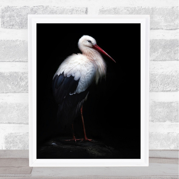 White stork No Dark Bird Birds Wall Art Print