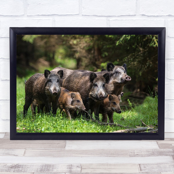 Wild Boar Family Wildlife Animal Animals Nature Pigs Black Wall Art Print