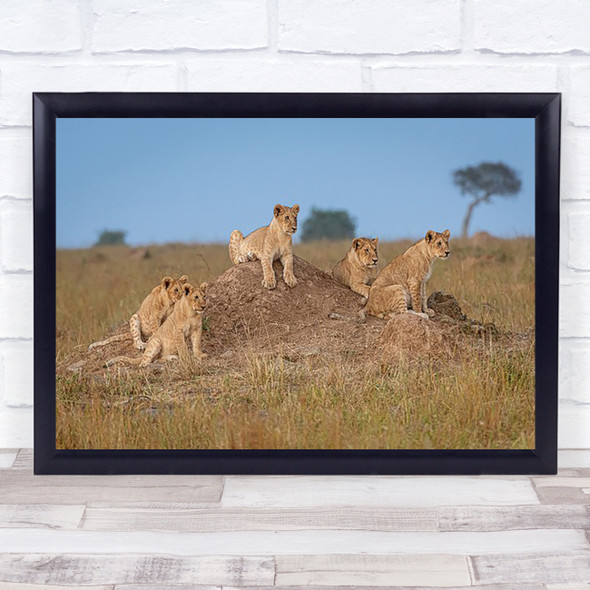 Wildlife Nature Animal Lions Lion Cubs waiting Wall Art Print