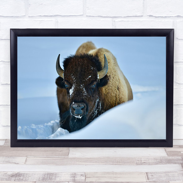 Winter Bison Yellowstone Snow Buffalo Buffalos Bisons Cold Snowy Wall Art Print