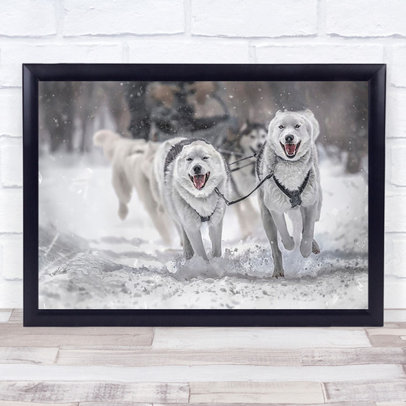Winter Sport Action Dog Dogs Sleigh Speed Fast Run Running Happy Wall Art Print