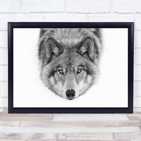 Yellow Eyes Timber Wolf Fur Predator Canada Look Grey Wall Art Print