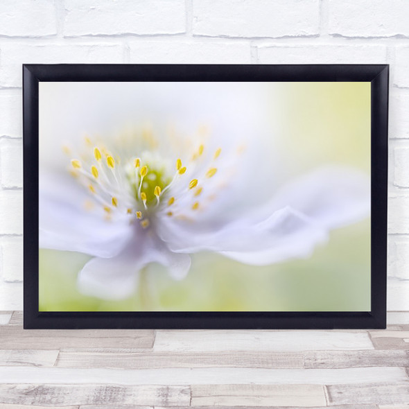 Anemone Beauty Flower L Soft Delicate Gentle Blur Blurry Dream Wall Art Print