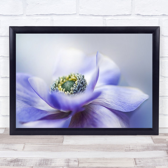 Anemone De Caen Flower Soft Petals Bokeh Purple Garden Wall Art Print