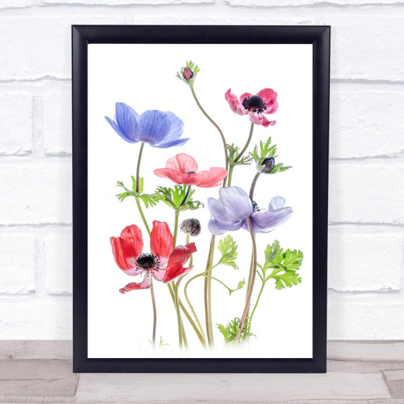 Anemone De Caen Spring Flower White l No Wall Art Print