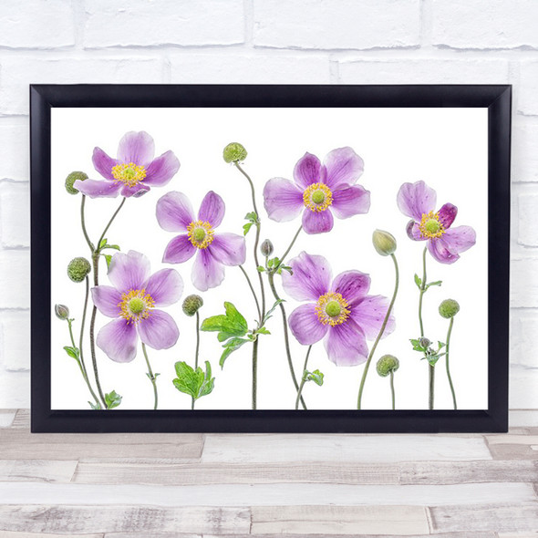 Anemone Japonica Japanese Summer Flower L Garden Plant Wall Art Print