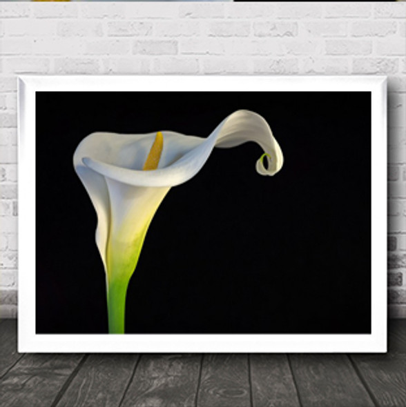 Cala Lirio De Agua Flower Studio Orchid Dark Low Wall Art Print