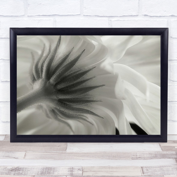 Calendula Flower White Tender Tenderness Flowers Wall Art Print