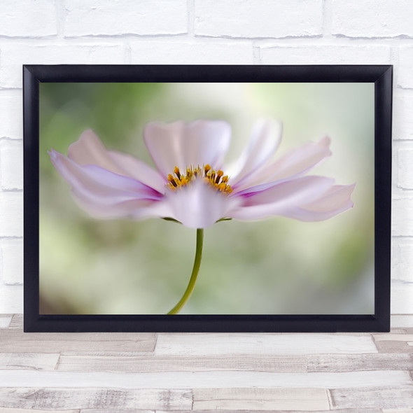 Cosmos Cloud Flower Pink Bokeh Summer Gentle Delicate Soft Wall Art Print