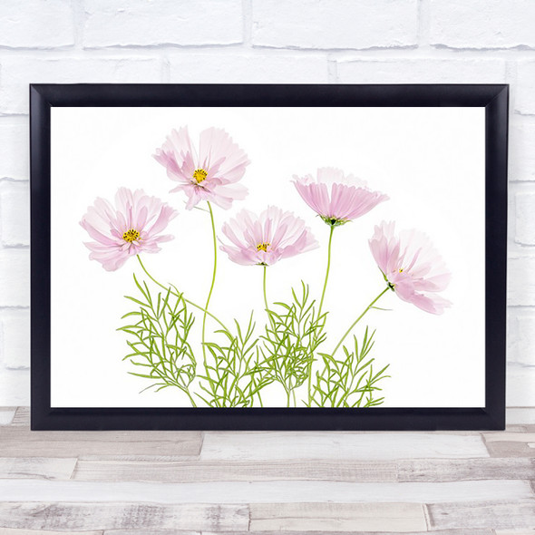 Cosmos Cupcake Summer Flower Pink Garden Plant Wall Art Print