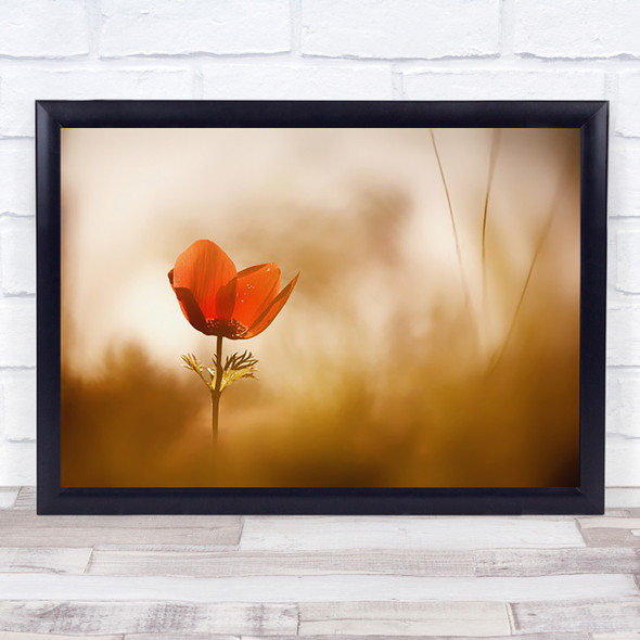 Flower Bokeh Backlight Backlighting Red Romance Romantic Garden Wall Art Print