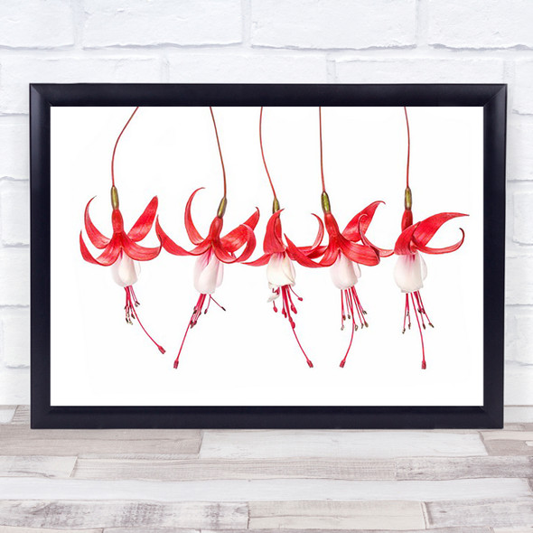 Fuchsia Flower Red White Bloom Simple Wall Art Print