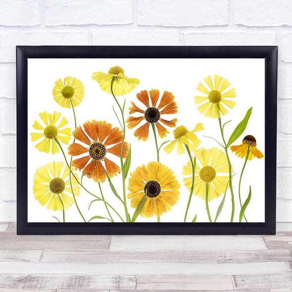 Helenium Sneezeweed Summer Flower L Orange Yellow Garden Wall Art Print