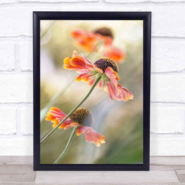 Helenium Summer Garden Flower L Helenium Sneezeweed Orange Bokeh Wall Art Print