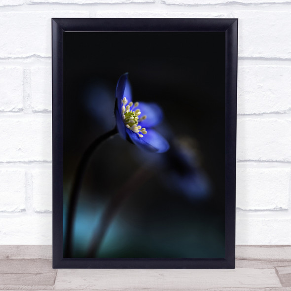 Hepatica Nobilis Dark Flower Flowers Blue Bokeh Wall Art Print