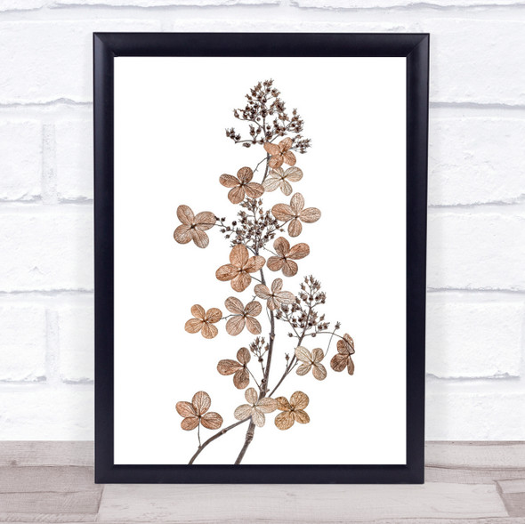 Hydrangea Paniculata Autumn Season Flower Graphic Wall Art Print