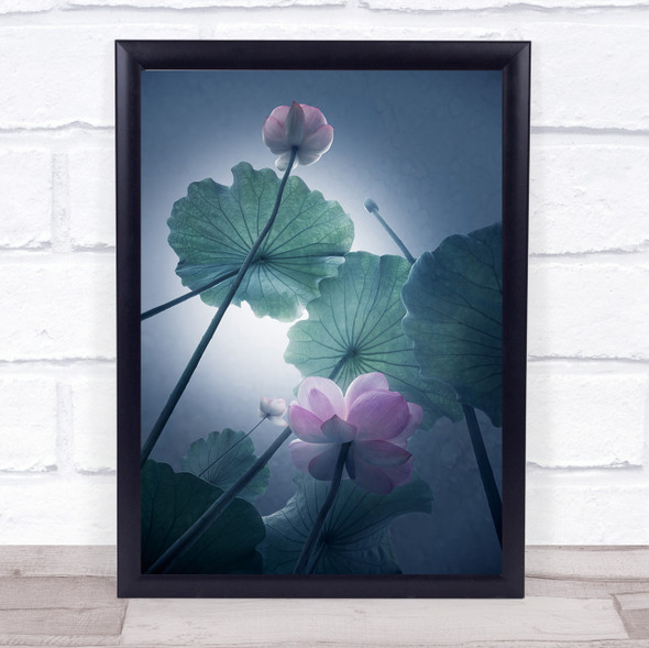 Lotus Flower Flowers Zen L Look Up Pink And Green Wall Art Print