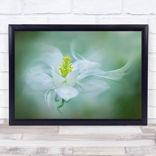 Mystical Aquilegia Flower White Close Up Spring Columbine Bloom Wall Art Print