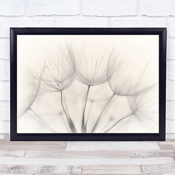 No Title Downy Tuft Dandelion Flower Flowers Wall Art Print