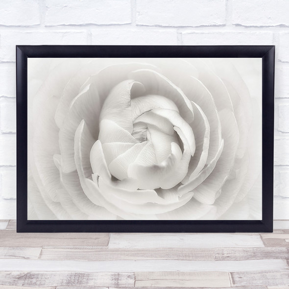 Ranunculus Close Up White Flowers Wall Art Print