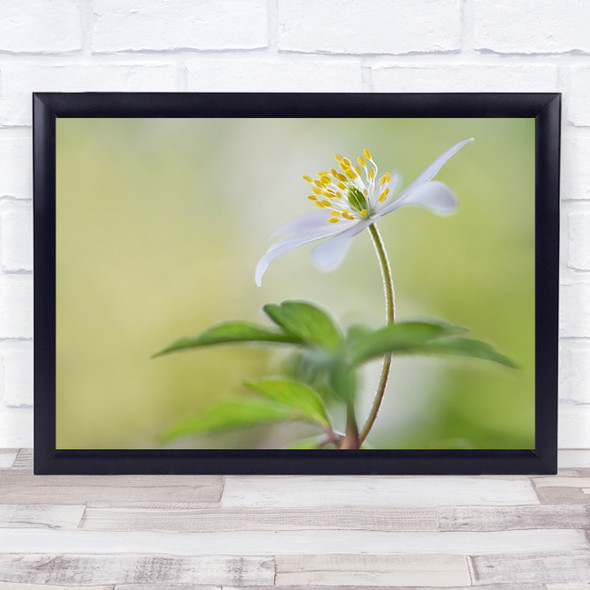 Spring Light Flower L Anemone Summer Soft Delicate Wall Art Print