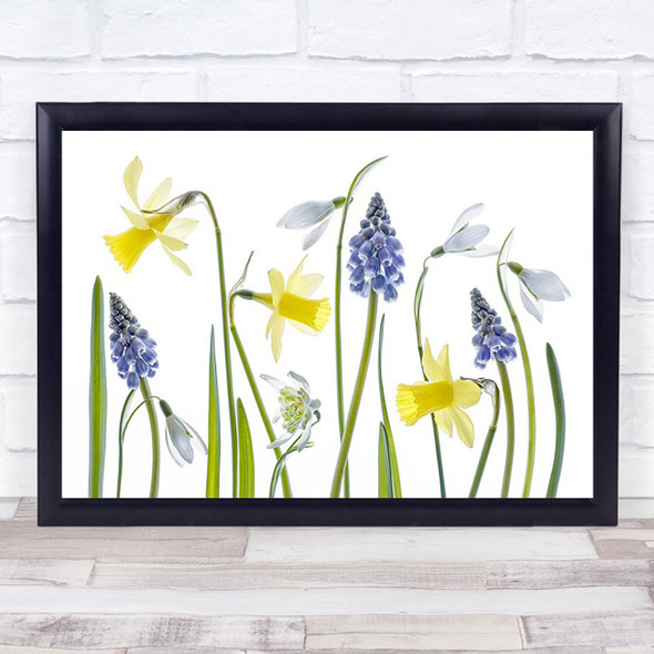 Spring Narcissus Snowdrop Yellow Galanthus Hyacinth Flower Wall Art Print