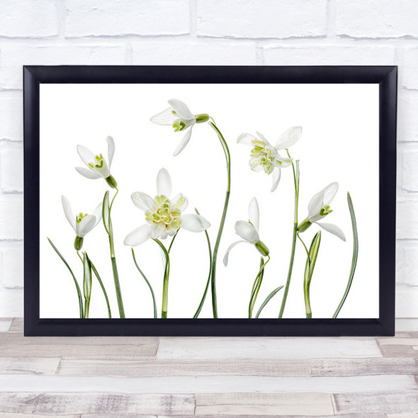 Spring Snowdrops Galanthus Nature Beauty White Nivalis Graphic Flower Art Print