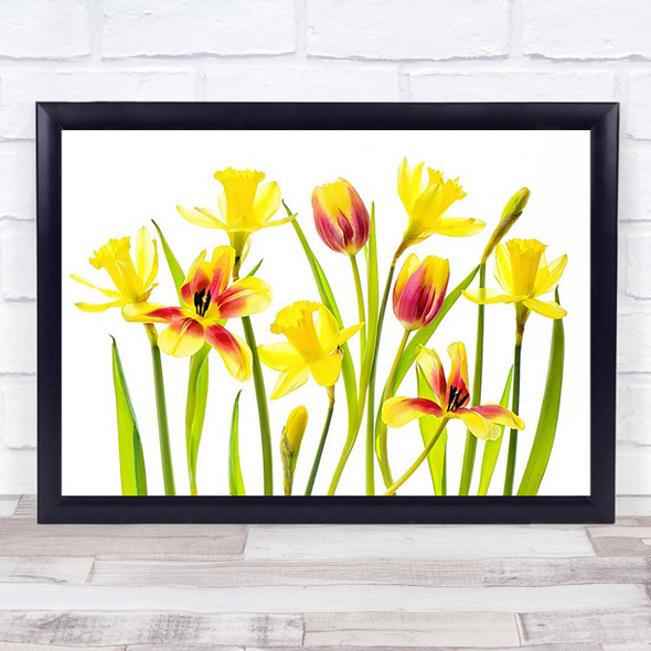Vibrant Spring Tulips Daffodils Narcissus Flowers Bloom L Yellow Wall Art Print